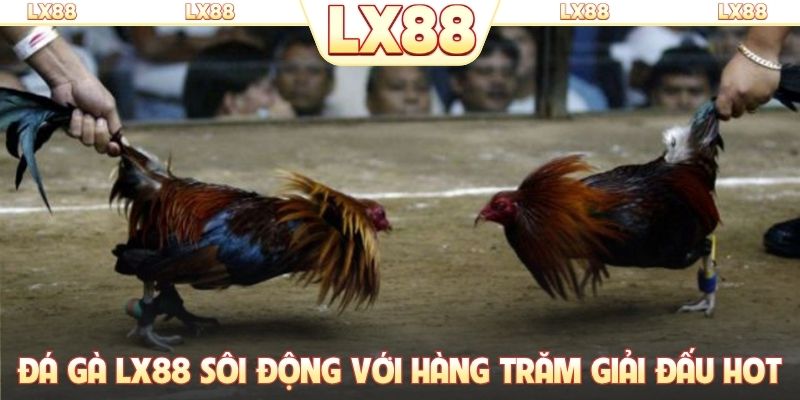 Đá gà LX88 sôi động với hàng trăm giải đấu HOT