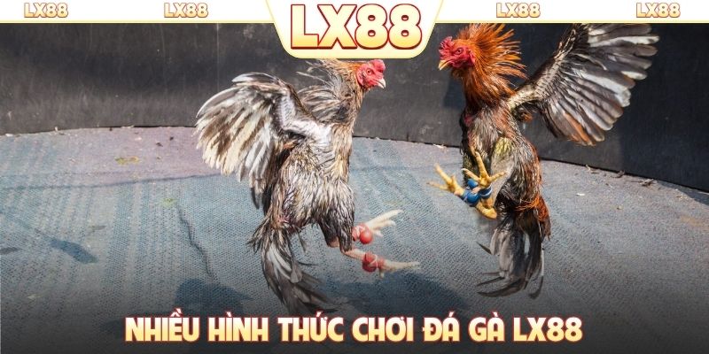 Nhiều hình thức chơi đá gà LX88